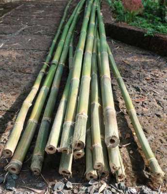 Bamboo poles FREE