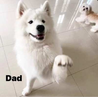 Purebred Samoyed puppies 