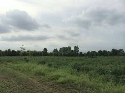 Land for sale in Nong ki  (contact the owner only)