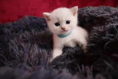 British Shorthair Kitten (WCF)  แมวบริติชช็อตแฮร์