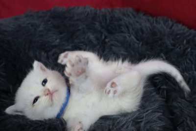 British Shorthair Kitten (WCF)  แมวบริติชช็อตแฮร์