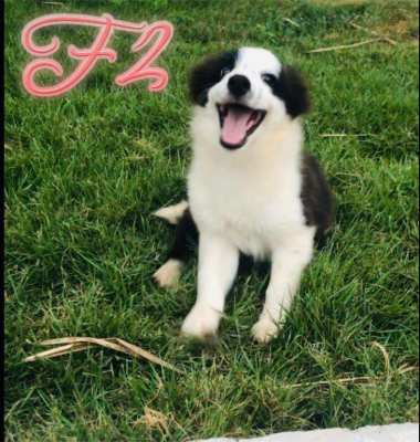 Two female Purebred Border Collies puppies