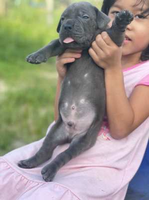 (Cane Corso puppies for sale)