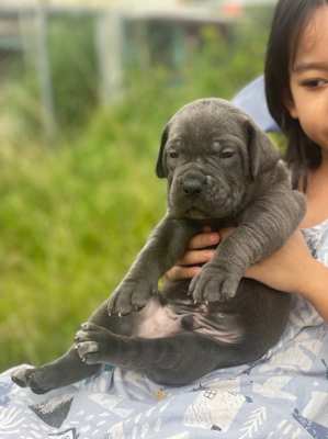 (Cane Corso puppies for sale)