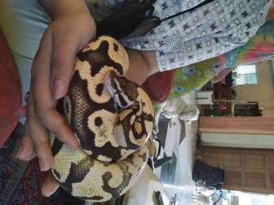 Fire Pastel Ball Python For Sale 