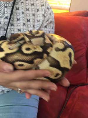 Fire Pastel Ball Python For Sale 