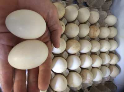 Giant jMuscovy fertile duck eggs