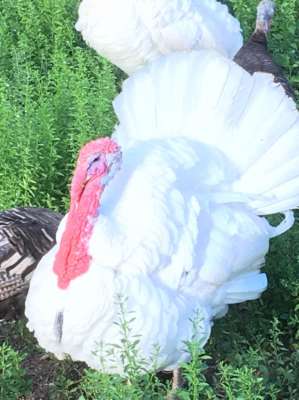 Double Brested turkey chicks and fertile eggs  150 to 500 baht 