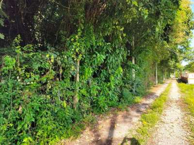 Hot!  4 Tree Covered Side By Side 1 Rai Plots For Sale  !