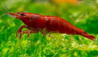 FIRE RED SHRIMP by Expat Hobbyist