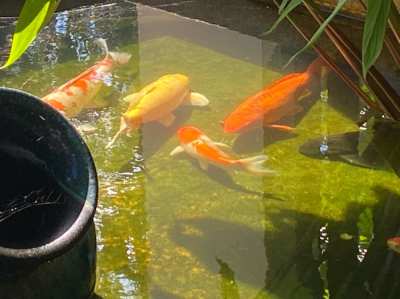 My 13 large Koi need a new home