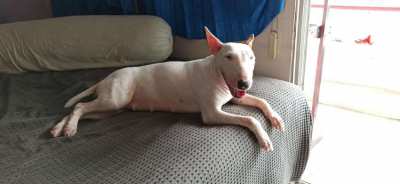 English Bull Terrier female for a new home