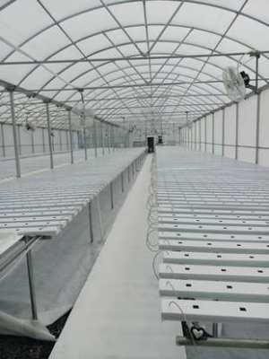 2 Greenhouse-Cannabis,tomato,vegetable and more
