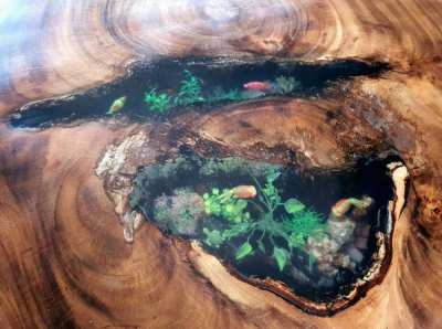 Coffee table huge acacia slab with emerald 2 natural aquairium ponds
