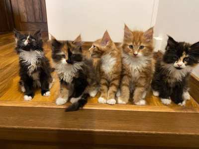   Maine Coon  kittens