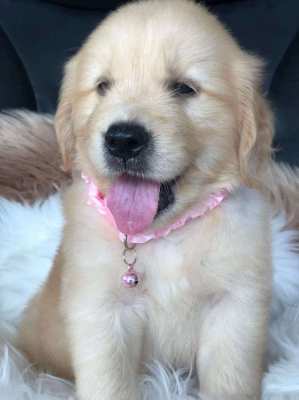 GOLDEN RETRIEVER PUPPIES FOR SALE UDON THANI