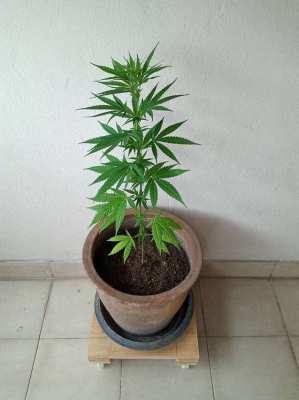 Nearly Mature Cannabis / Marijuana Plant