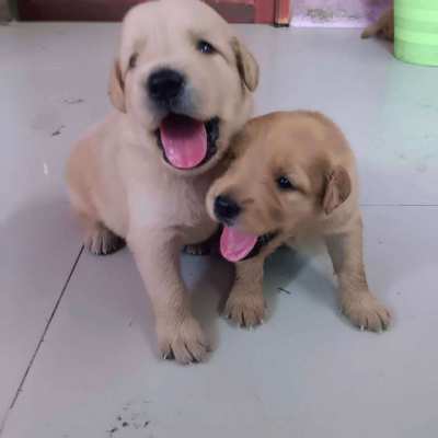 Beautiful Golden Retriever Pups for sale by owner.
