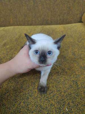 Female siamese kitten for sale