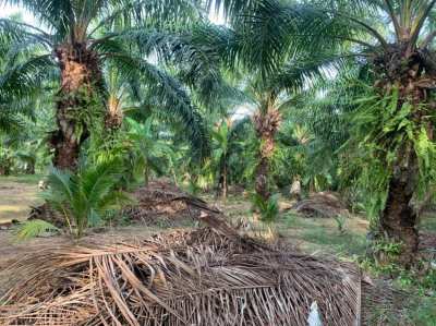 Land palm oil