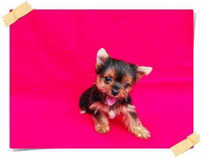 Yorkshire Terrire Puppies male & female for sales