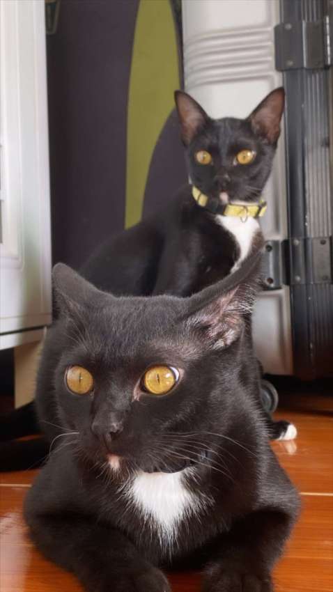 2 Black cats, brother and sister 