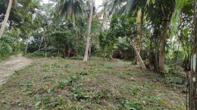Coconut Lane Koh Phangan land for sale