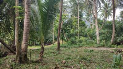 Coconut Lane Koh Phangan land for sale