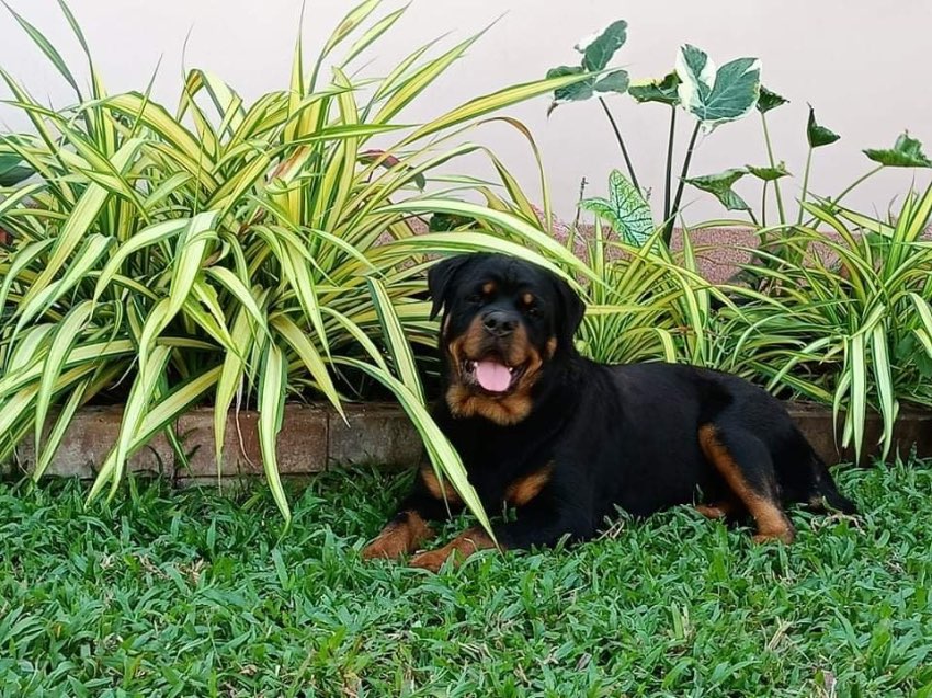 Rottweiler male 2 years old for stud