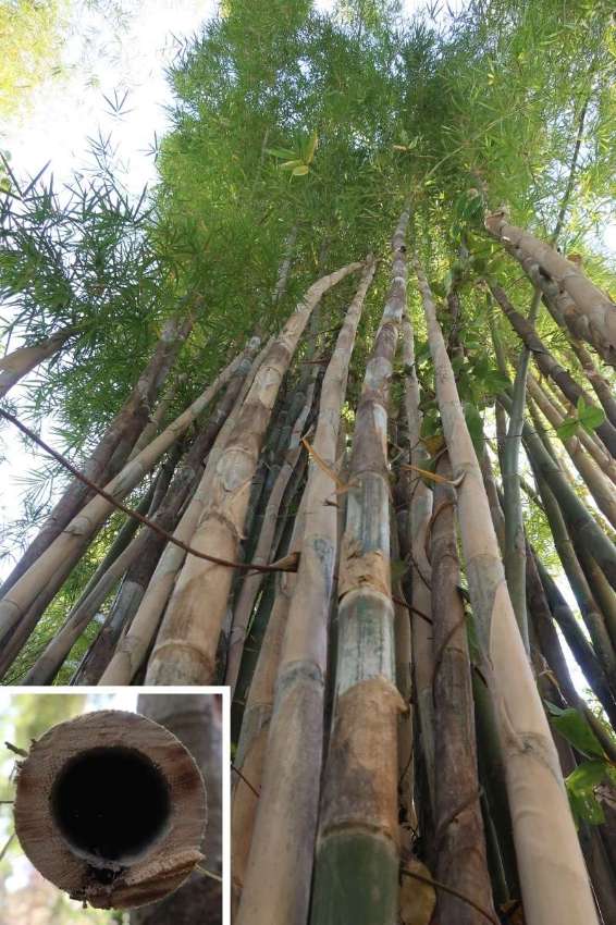 Chiang Mai: Bamboo poles, strong, decorative, can be harvested FREE