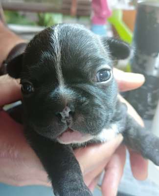  French bulldog pedigree puppies for sale