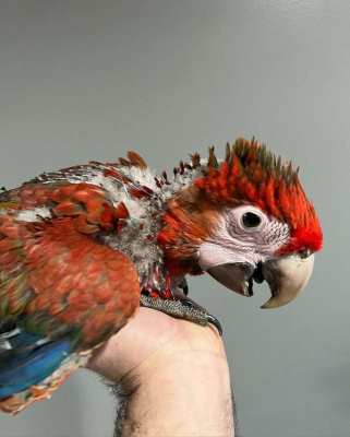 Capri macaw baby currently being handfed 