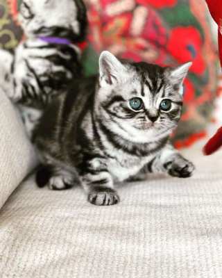 British shorthair Silver Tabby kittens 4 boys 2 girls