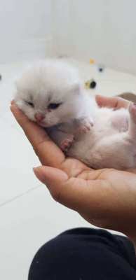 British Shorthair (WCF) *Free Shipping All over Thailand*