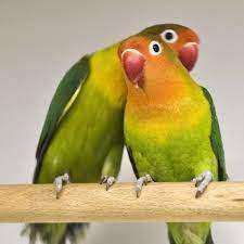 2 lovebirds in cage 90x90x34