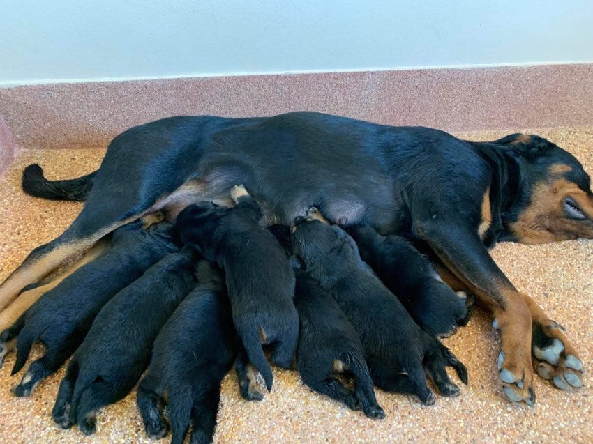 Rottweiler puppy’s from 15000 to 20.000 baht