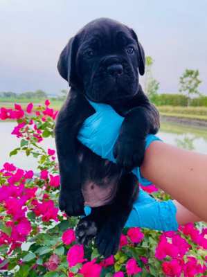 Cane Corso puppies for sale 