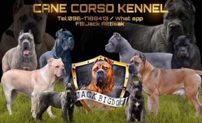 Cane Corso puppies for sale 