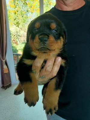 Rottweiler puppy’s from 15000 to 20.000 baht