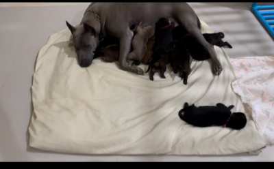  THAI RIDGEBACK PUPPIES ! just arrived mix of colours 5 male -5 female