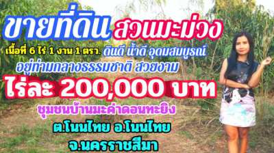 Land for sale with mango plantation, Korat, very cheap price