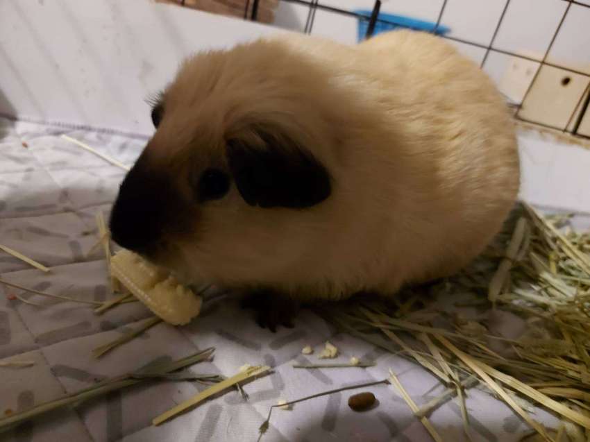 Guinea pig for adoption