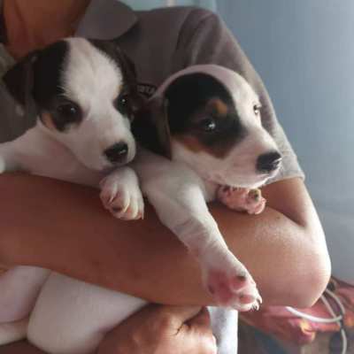 Jack Russle Puppies