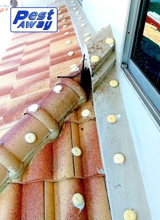 Tired of bird droppings at your home?