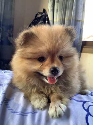 Pomeranian puppies already vaccinated 2 females 3 males               