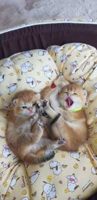 British Shorthair Kittens For Sale WCF Free Shipping