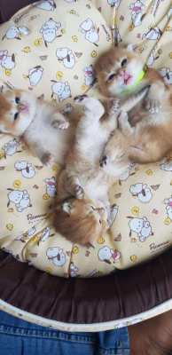 British Shorthair Kittens For Sale WCF Free Shipping