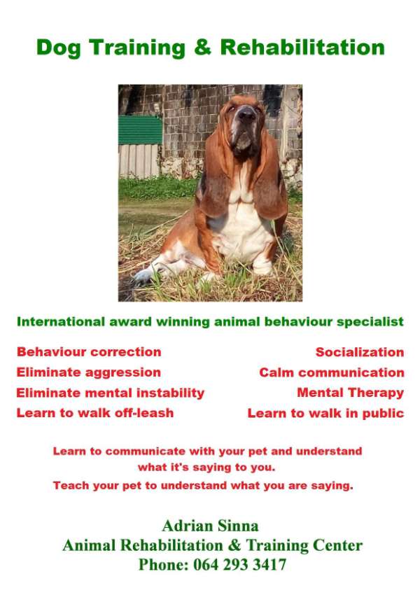 Dog Training & Rehabilitation