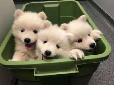 Japanese Spitz puppies for adoption