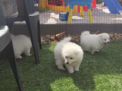 Female and Male Japanese Spitz puppies for adoption